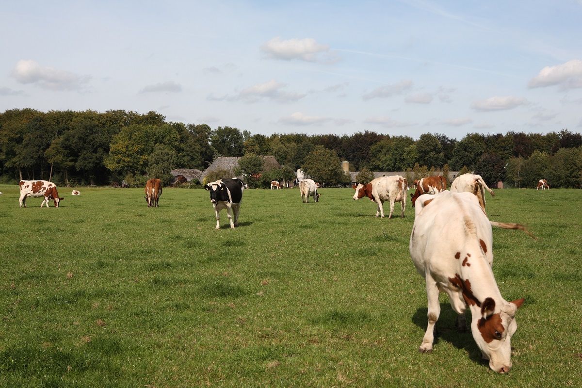 3 Gelderland subsidy schemes for livestock farmers open All