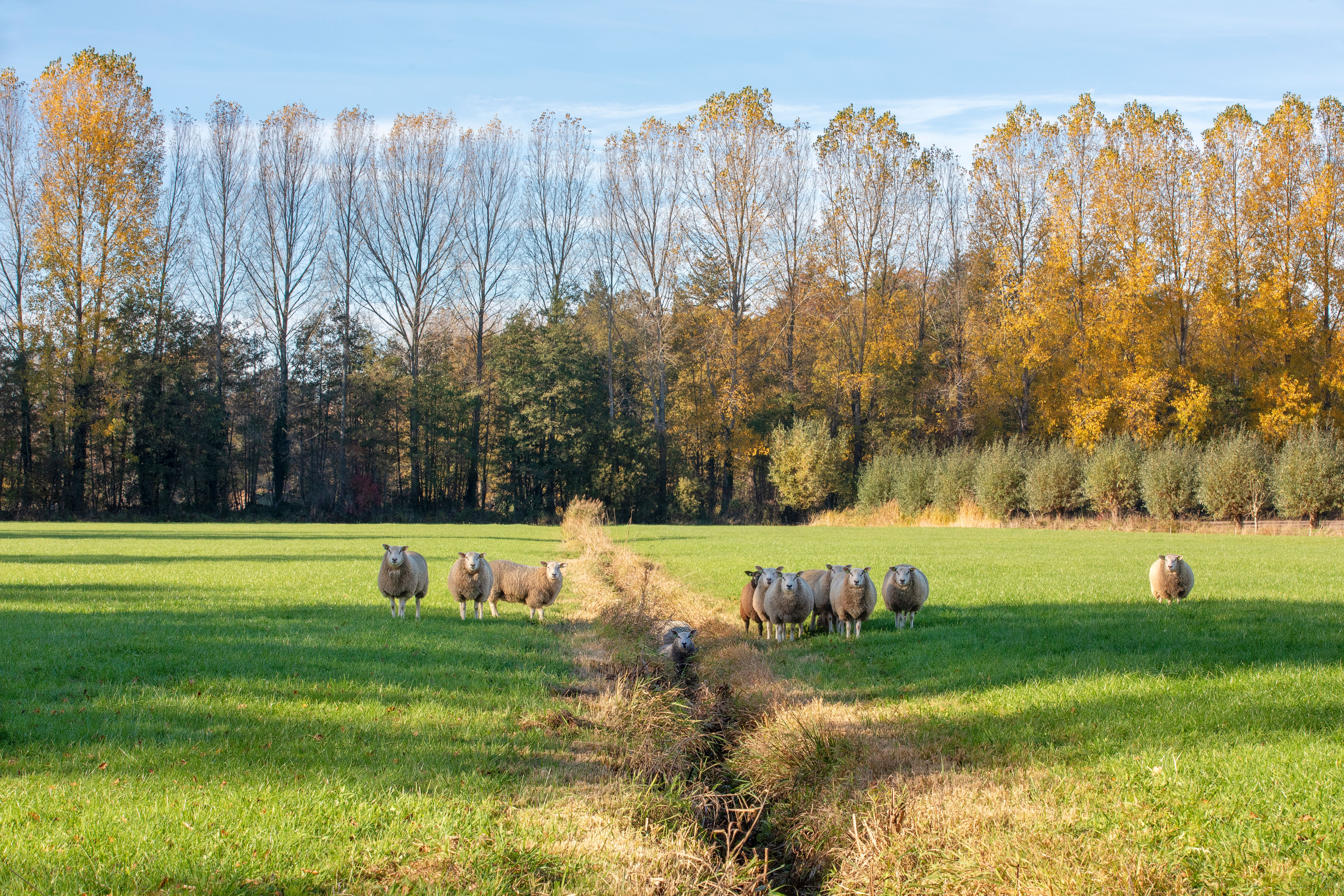 Tijdelijke subsidie wolfwerende maatregelen in gemeente Elburg